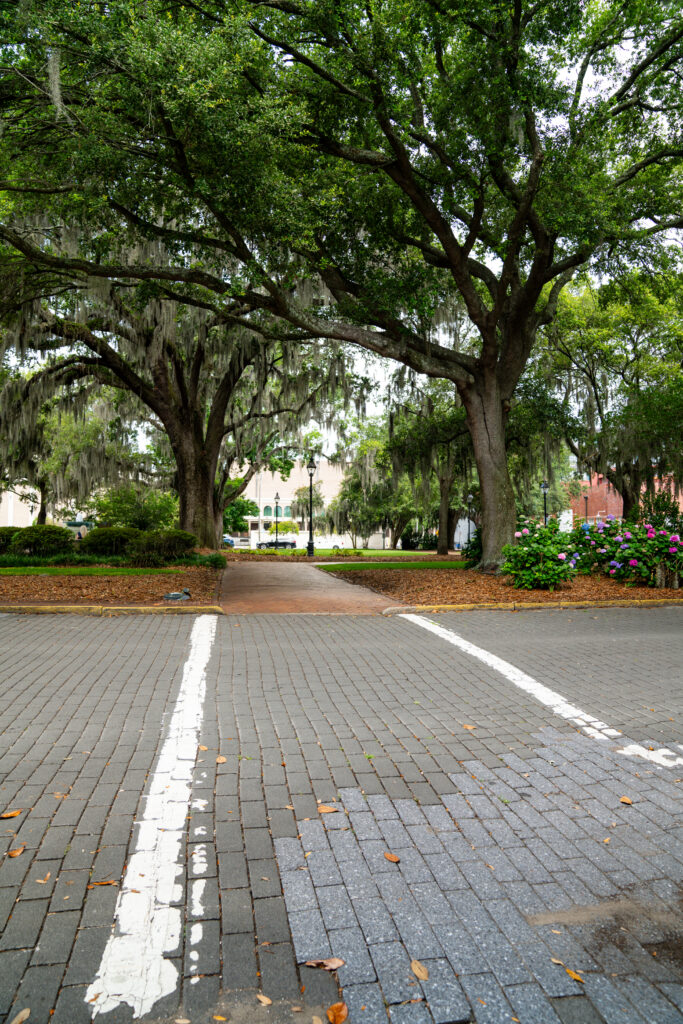 A brick walkway leading into one of the many historic squares in Savannah, Georgia. The square holds beautiful old oak trees covered in Spanish moss and features blooming hydrangea flowers.