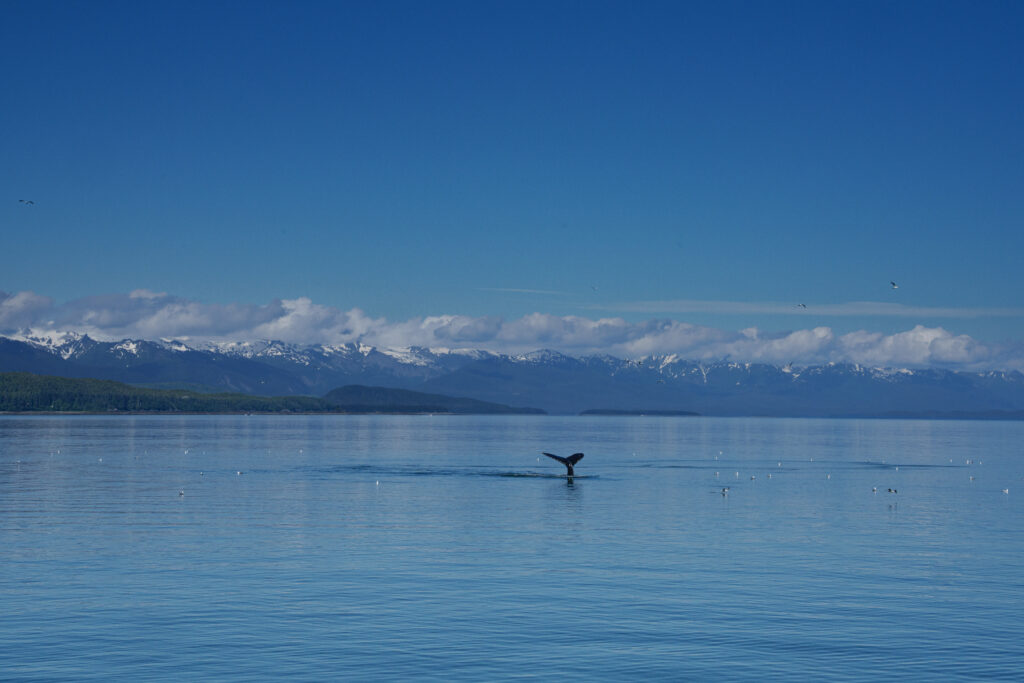 Alaska cruise with Taking Vacations